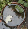 leaf_in_water_100825