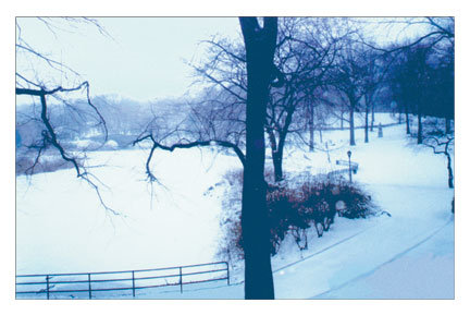 Winter in the Park 4