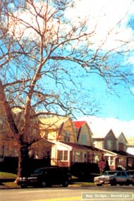 Bay Ridge Note Cards