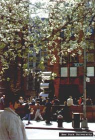 New York University 1