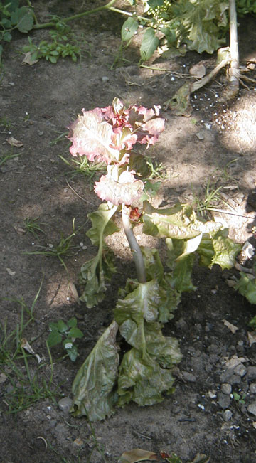P8050002_resize_redleaf Red Leaf Lettuce