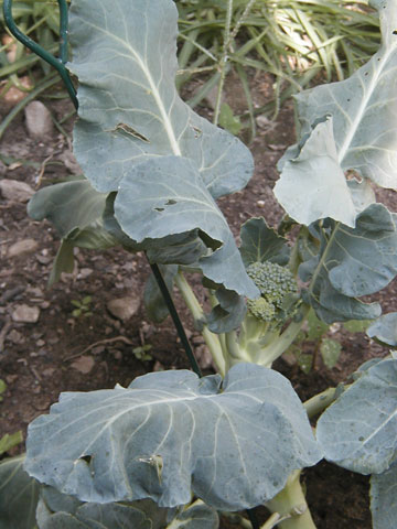 P8050004_resize_brocolli Brocolli
