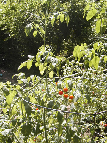 P8050008_resize_tomato Cherry Tomatoes