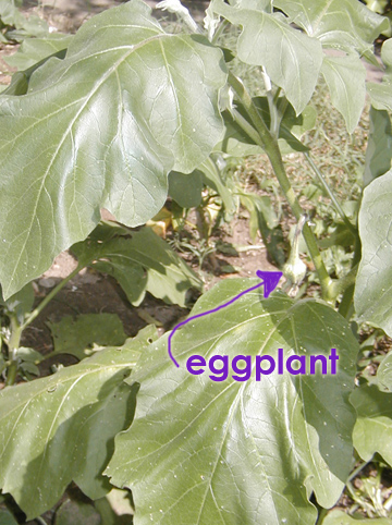 OLYMPUS DIGITAL CAMERA Eggplant