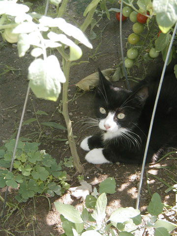 P8050011._resize_kitten Kitten