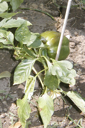 P8050012_resize_pepper Red Pepper