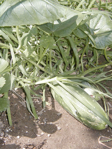 P8050016_resize_cuke Kirby Cucumber