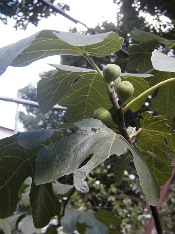 P8050022_resize_fig Figs
