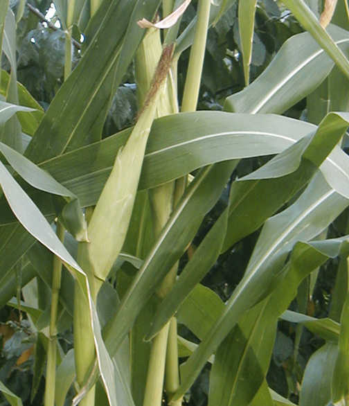 Corn Growing in Bay Ridge