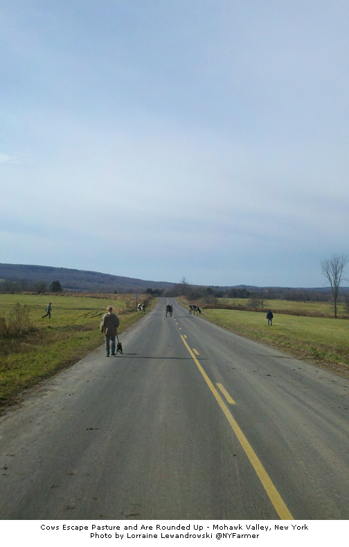 bd0n_caption Cows Escape Pasture and are Rounded Up - Mohawk Valley, NY Photo by Lorraine Lewandrowski @NYFarmer