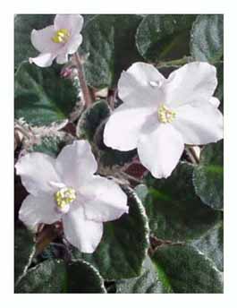 African Violets