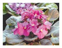 African Violets