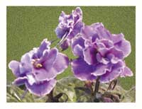 African Violets