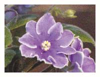 African Violets