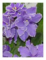 African Violets