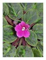 African Violets