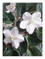 African Violets