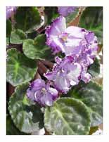 African Violets