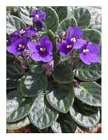 African Violets