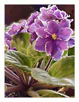 African Violets