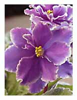 African Violets